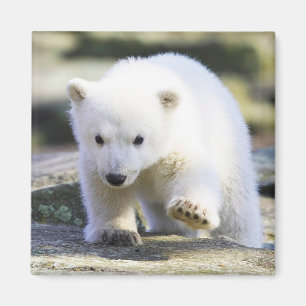 Niedliche Kleintiere   Baby Polar Bear Magnet