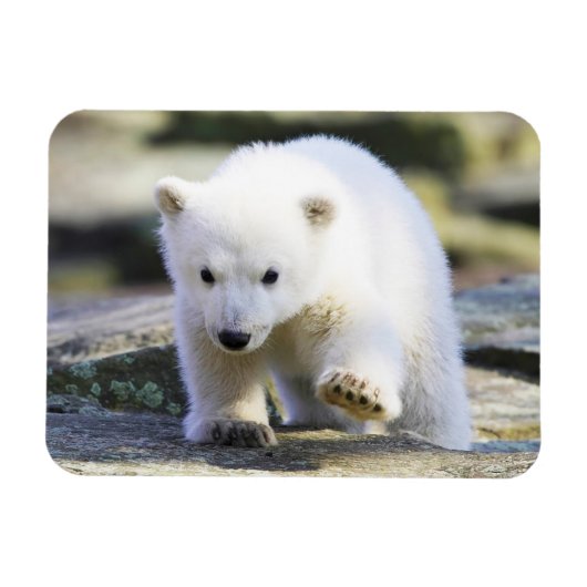 Niedliche Kleintiere | Baby Polar Bear Magnet (Horizontal)