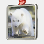 Niedliche Kleintiere | Baby Polar Bear Ornament Aus Metall (Links)