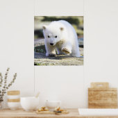 Niedliche Kleintiere | Baby Polar Bear Poster (Küche)
