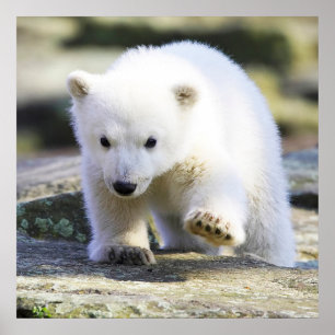 Niedliche Kleintiere   Baby Polar Bear Poster