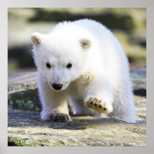 Niedliche Kleintiere | Baby Polar Bear Poster (Vorne)