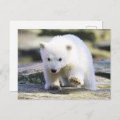 Niedliche Kleintiere | Baby Polar Bear Postkarte (Vorne/Hinten)