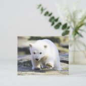 Niedliche Kleintiere | Baby Polar Bear Postkarte (Stehend Vorderseite)