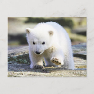 Niedliche Kleintiere   Baby Polar Bear Postkarte