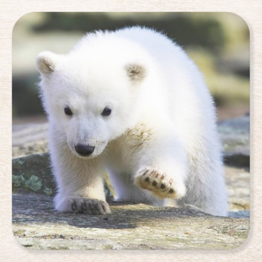 Niedliche Kleintiere | Baby Polar Bear Rechteckiger Pappuntersetzer (Vorderseite)