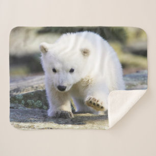 Niedliche Kleintiere   Baby Polar Bear Sherpadecke