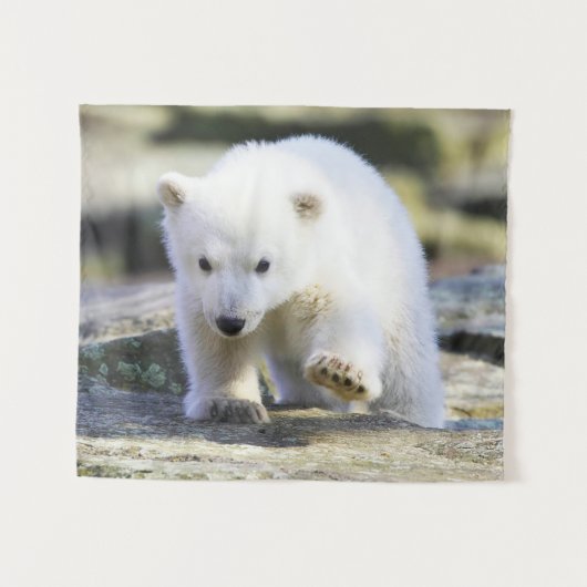 Niedliche Kleintiere | Baby Polar Bear Wandteppich (Vorderseite (Horizontal))