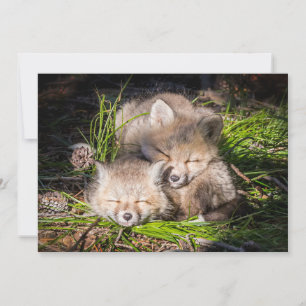 Niedliche Kleintiere Baby Red Fox Kits Schlafen Dankeskarte