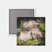 Niedliche Kleintiere | Baby Red Fox Kits Schlafen Magnet (Vorderseite/Rückseite)