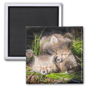 Niedliche Kleintiere   Baby Red Fox Kits Schlafen Magnet