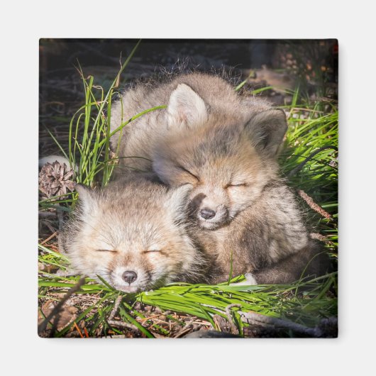 Niedliche Kleintiere | Baby Red Fox Kits Schlafen Magnet (Vorne)