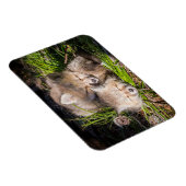 Niedliche Kleintiere | Baby Red Fox Kits Schlafen Magnet (Rechte Seite)