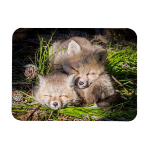 Niedliche Kleintiere   Baby Red Fox Kits Schlafen Magnet
