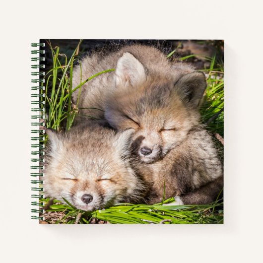 Niedliche Kleintiere | Baby Red Fox Kits Schlafen Notizblock (Vorderseite)
