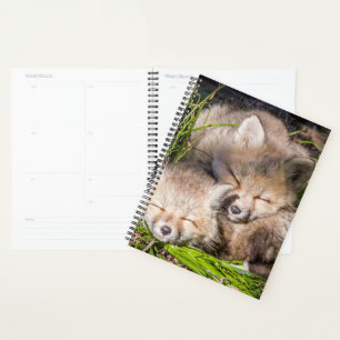 Niedliche Kleintiere Baby Red Fox Kits Schlafen Planer