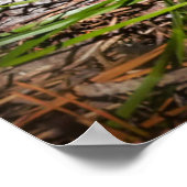 Niedliche Kleintiere | Baby Red Fox Kits Schlafen Poster (Ecke)