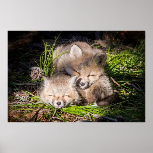 Niedliche Kleintiere | Baby Red Fox Kits Schlafen Poster (Vorne)