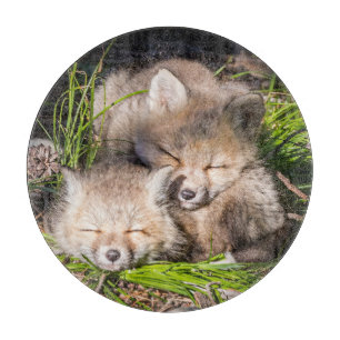 Niedliche Kleintiere   Baby Red Fox Kits Schlafen Schneidebrett