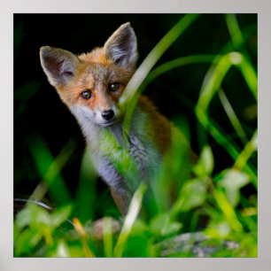 Niedliche Kleintiere Baby Red Fox Poster