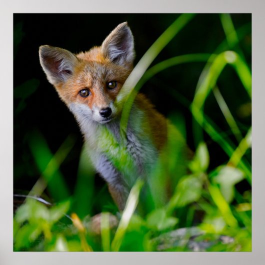 Niedliche Kleintiere | Baby Red Fox Poster (Vorne)