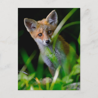 Niedliche Kleintiere | Baby Red Fox Postkarte