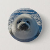 Niedliche Kleintiere | Baby-Siegel Button (Vorderseite)