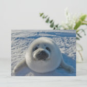 Niedliche Kleintiere | Baby-Siegel Dankeskarte (Stehend Vorderseite)