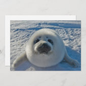 Niedliche Kleintiere | Baby-Siegel Dankeskarte (Vorne/Hinten)