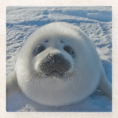 Niedliche Kleintiere | Baby-Siegel Glasuntersetzer (Vorderseite)