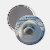 Niedliche Kleintiere | Baby-Siegel Magnet (Vorderseite/Rückseite)