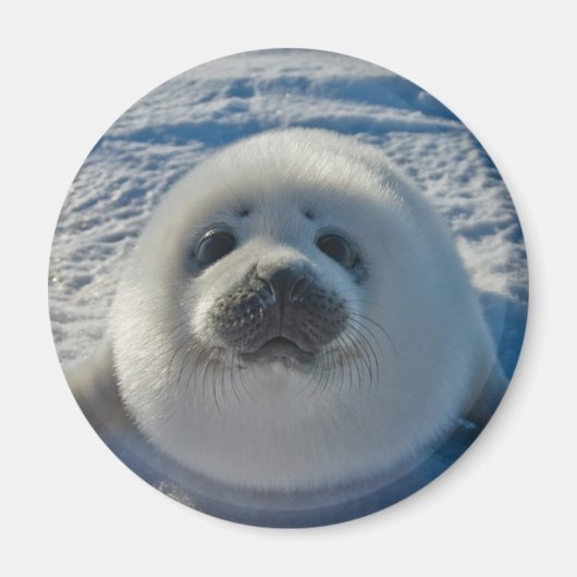 Niedliche Kleintiere | Baby-Siegel Magnet (Vorne)