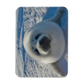 Niedliche Kleintiere | Baby-Siegel Magnet (Vertikal)