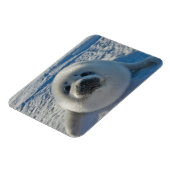 Niedliche Kleintiere | Baby-Siegel Magnet (Linke Seite)