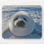 Niedliche Kleintiere | Baby-Siegel Mousepad (Vorne)