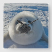 Niedliche Kleintiere | Baby-Siegel Quadratische Wanduhr (Vorderseite)