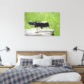Niedliche Kleintiere | Baby Skunk Leinwanddruck (Insitu (Schlafzimmer))