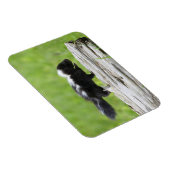 Niedliche Kleintiere | Baby Skunk Magnet (Rechte Seite)