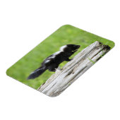 Niedliche Kleintiere | Baby Skunk Magnet (Linke Seite)