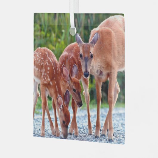 Niedliche Kleintiere | Babygewächse Ornament Aus Glas (Vorderseite links)