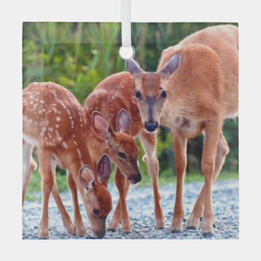 Niedliche Kleintiere | Babygewächse Ornament Aus Glas (Vorderseite)