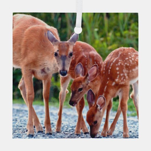 Niedliche Kleintiere | Babygewächse Ornament Aus Glas (Rückseite)