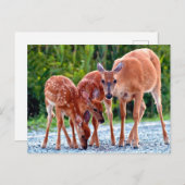 Niedliche Kleintiere | Babygewächse Postkarte (Vorne/Hinten)