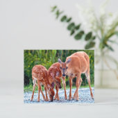 Niedliche Kleintiere | Babygewächse Postkarte (Stehend Vorderseite)