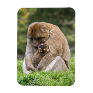 Niedliche Kleintiere Barbary Macaque Family Magnet