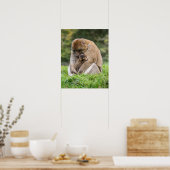 Niedliche Kleintiere | Barbary Macaque Family Poster (Küche)