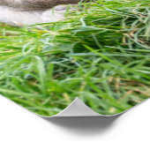 Niedliche Kleintiere | Barbary Macaque Family Poster (Ecke)