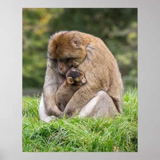 Niedliche Kleintiere | Barbary Macaque Family Poster (Vorne)