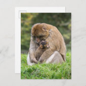 Niedliche Kleintiere | Barbary Macaque Family Postkarte (Vorne/Hinten)