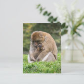 Niedliche Kleintiere | Barbary Macaque Family Postkarte (Stehend Vorderseite)